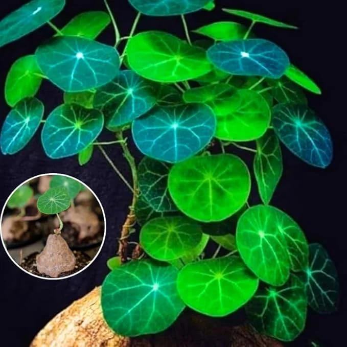 Stephania Cephalantha Caudex Live Plant – Rare Succulent – 2-2.5" Wide Caudex – Indoor Decor - Image 6