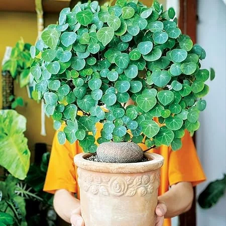 Stephania Cephalantha Caudex Plant - 2.5-3 inch Live Succulent for Indoor/Outdoor - Image 1