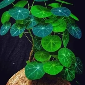 Stephania Cephalantha Caudex Rare Succulent Live Plant, 4.5-6 Cm Wide, Sprouting - Image 2