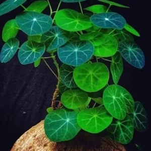 Stephania Cephalantha Caudex Rare Succulent Live Plant, 4.5-6 Cm Wide, Sprouting - Image 5