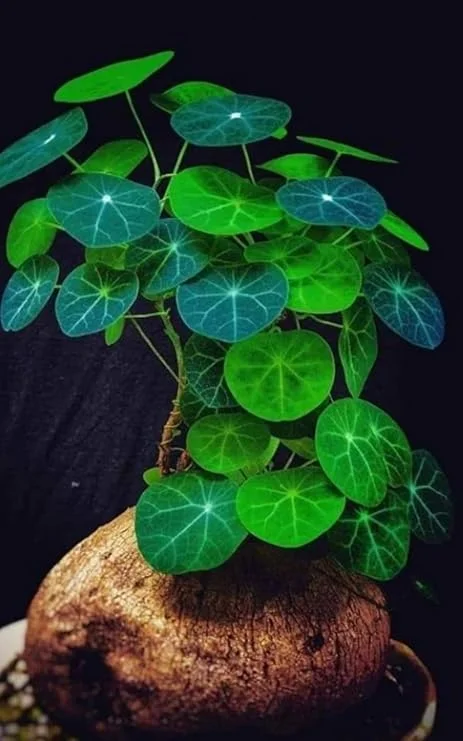 Stephania Cephalantha Caudex Rare Succulent Live Plant, 4.5-6 Cm Wide, Sprouting - Image 5