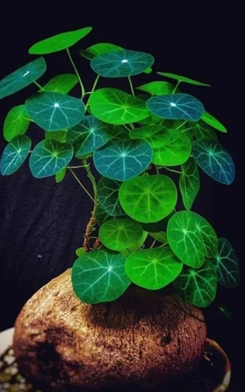 Stephania Cephalantha Caudex Rare Succulent Live Plant, 4.5-6 Cm Wide, Sprouting - Image 6