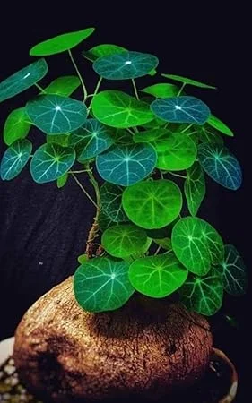 Stephania Cephalantha Caudex Rare Succulent Live Plant, 4.5-6 Cm Wide, Sprouting - Image 1