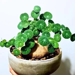 Stephania Cephalantha Live Caudex Plant - Rare Indoor Succulent, 2.5-3.5 Inch Caudex - Image 6