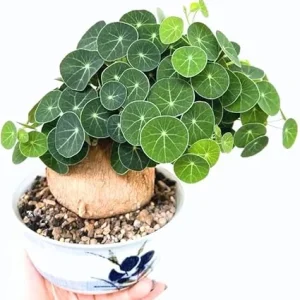 Stephania Cephalantha Live Plant, 2-2.5" Caudex, Rare Succulent Houseplant Indoor - Image 2