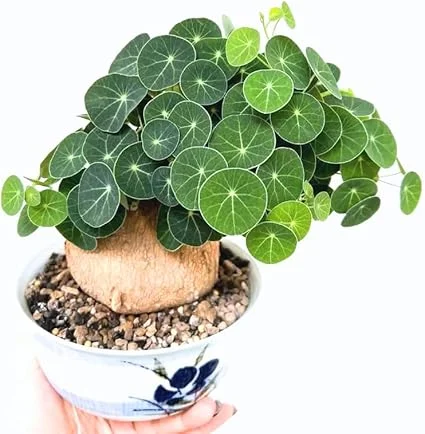 Stephania Cephalantha Live Plant, 2-2.5" Caudex, Rare Succulent Houseplant Indoor - Image 2