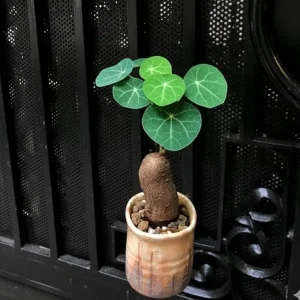 Stephania Cephalantha Live Plant - Caudex Succulent, 2-2.5 Inch - Image 6