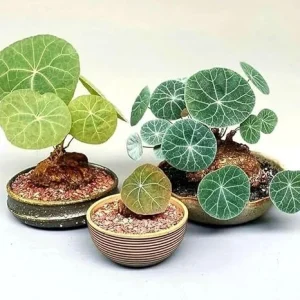 Stephania Cephalantha Live Plant - Rare Caudex Succulent Vine, 3.5" Pot - Image 2