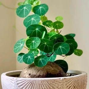 Stephania Cephalantha Live Plant - Rare Caudex Succulent, 6-7 cm, Sprouting, Cold Hardy, Indoor Decor - Image 3