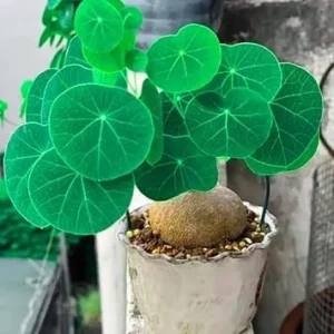 Stephania Cephalantha Live Plant - Rare Caudex Succulent, 2.5-3 Inches, Indoor - Image 4