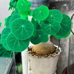 Stephania Cephalantha Live Plant - Rare Caudex Succulent, 2.5-3 Inches, Indoor - Image 5