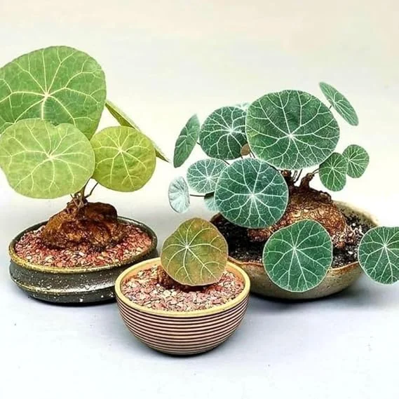 Stephania Cephalantha Live Plant - Rare Caudex Succulent Vine, 3.5" Pot - Image 6