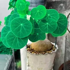 Stephania Cephalantha Live Plant - Rare Caudex Succulent, 2.5-3 Inches, Indoor - Image 7