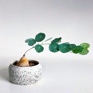 Stephania Cephalantha Plant - Medium Caudex 3-3.5 Inch, Rare Live Succulent Houseplant - Image 2