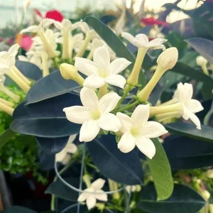 Stephanotis Floribunda Live Plant - Madagascar Jasmine Vine 5-8