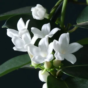 Stephanotis Floribunda Live Plant - Madagascar Jasmine Vine 5-8