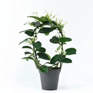 Stephanotis Floribunda Live Plant - Madagascar Jasmine Vine 5-8" Tall - Image 1