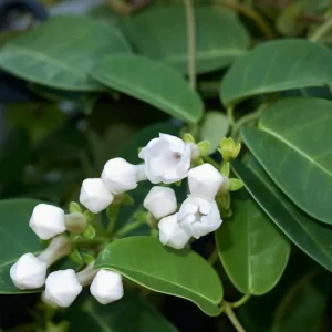 Stephanotis Floribunda Live Plant - Madagascar Jasmine Vine 5-8