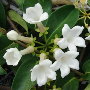 Stephanotis Floribunda Live Plant - Madagascar Jasmine Vine 5-8