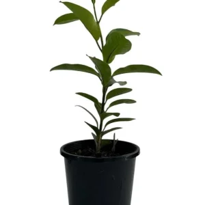 Stephanotis Floribunda Live Plant - Madagascar Jasmine Vine 5-8