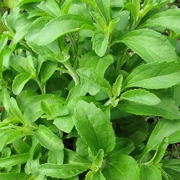 Stevia Live Plant – 4 Inch Pot – Herb Plant for Indoor & Outdoor Gardening - Image 3