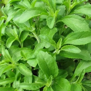 Stevia Live Plant – 4 Inch Pot – Herb Plant for Indoor & Outdoor Gardening - Image 1