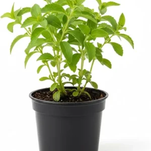 Stevia Live Plant - 4'' Pot - Natural Sweetener Herb - Indoor/Outdoor - Image 6