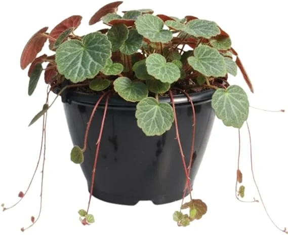 Strawberry Begonia Live Plant - Saxifraga Tricolor Perennial, 3.25 Inch Pot, Variegated Foliage, Indoor/Outdoor - Image 4