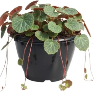 Strawberry Begonia Live Plant - Saxifraga Tricolor Perennial, 3.25 Inch Pot, Variegated Foliage, Indoor/Outdoor - Image 6