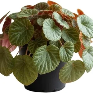 Strawberry Begonia Live Plant - Variegated Saxifraga, 3.25 Inch Pot, Indoor/Outdoor - Image 2