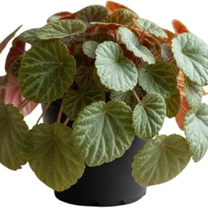 Strawberry Begonia Live Plant - Variegated Saxifraga, 3.25 Inch Pot, Indoor/Outdoor - Image 1