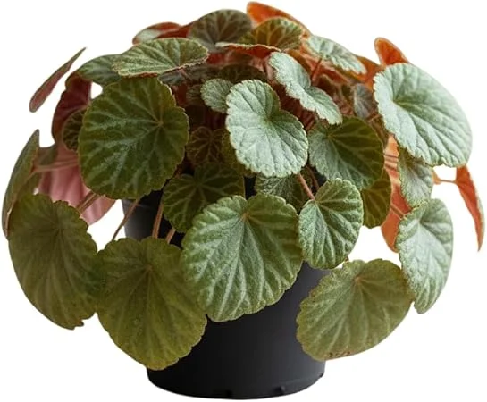 Strawberry Begonia Live Plant - Variegated Saxifraga, 3.25 Inch Pot, Indoor/Outdoor - Image 1
