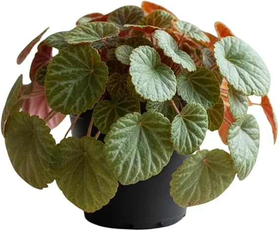 Strawberry Begonia Live Plant - Variegated Saxifraga, 3.25 Inch Pot, Indoor/Outdoor - Image 6