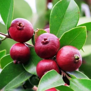 Strawberry Guava Tree Live Plant - Psidium Cattleyanum - 5-9 Inch Tall Starter - Image 10