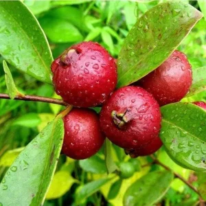 Strawberry Guava Tree Live Plant - Psidium Cattleyanum - 5-9 Inch Tall Starter - Image 4