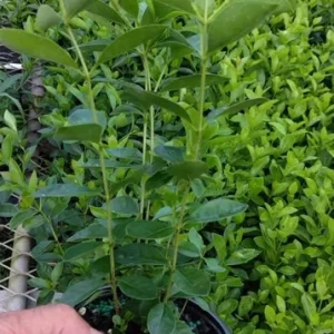 Strawberry Guava Tree Live Plant - Psidium Cattleyanum - 5-9 Inch Tall Starter - Image 8