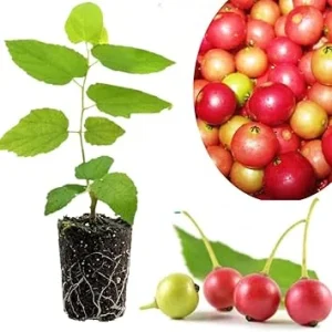 Strawberry Jamaican Cherry Tree Live Plant, 4-6