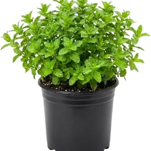 Strawberry Mint Live Plant 4