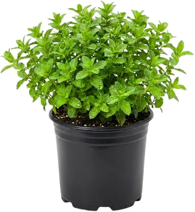 Strawberry Mint Live Plant 4" Pot - Fragrant Perennial Herb Indoor/Outdoor - Image 4
