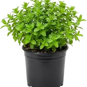 Strawberry Mint Live Plant 4
