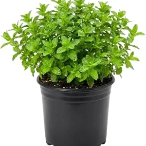 Strawberry Mint Live Plant 4