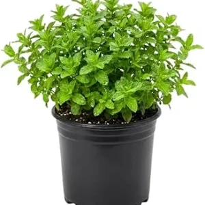 Strawberry Mint Live Plant 4" Pot - Fragrant Perennial Herb Indoor/Outdoor - Image 1