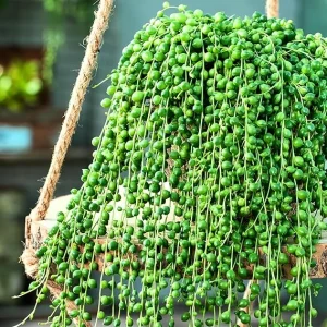 String of Pearls Succulent Live Plant, Green, 4 Inch Pot, Indoor/Outdoor - Image 4