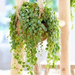 String of Turtles Succulent Live Plant – Hanging Peperomia Prostrata – 3 Inch Pot - Image 2