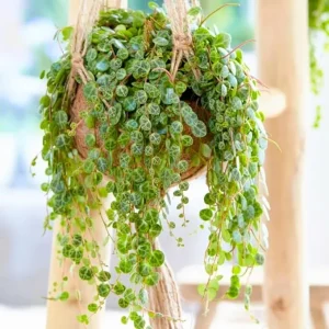 String of Turtles Succulent Live Plant – Hanging Peperomia Prostrata – 3 Inch Pot - Image 4