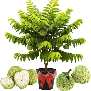 Sugar Apple Live Plant - 5-Gallon Pot, 4-5 Ft Tall, Tropical Fruit Tree - Image 2