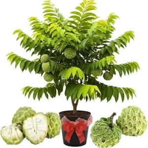 Sugar Apple Live Plant - 5-Gallon Pot, 4-5 Ft Tall, Tropical Fruit Tree - Image 3