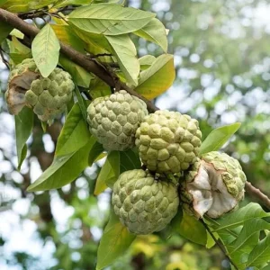 Sugar Apple Live Plant, Annona Squamosa Fruit Tree, 7-9'' Tall, Potted - Image 3