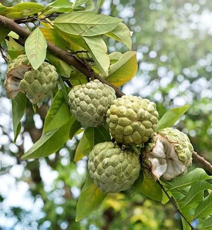 Sugar Apple Live Plant, Annona Squamosa Fruit Tree, 7-9'' Tall, Potted - Image 6
