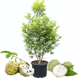 Sugar Apple Tree Live Plant - 5 Gallon Pot, 3-4 Feet Tall, Sweet Fruit - Image 2